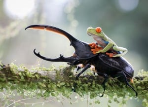 The knight and his steed, a tropical capture in Costa Rica. (© Nicolas Reusens, 2014 Sony World Photography Awards) 