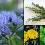 Plants that Repel Mosquitoes
